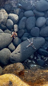 starfish photo