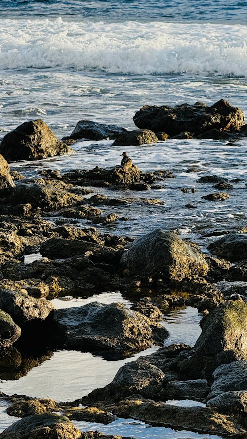 太平洋, 岩石, 岸邊 的 免费素材图片
