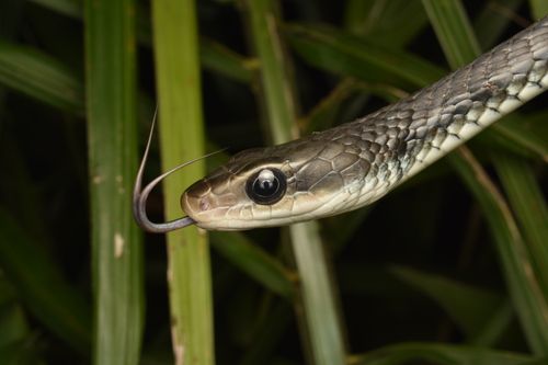 Free A detailed close-up of a snake with protruding tongue amidst lush green leaves. Stock Photo