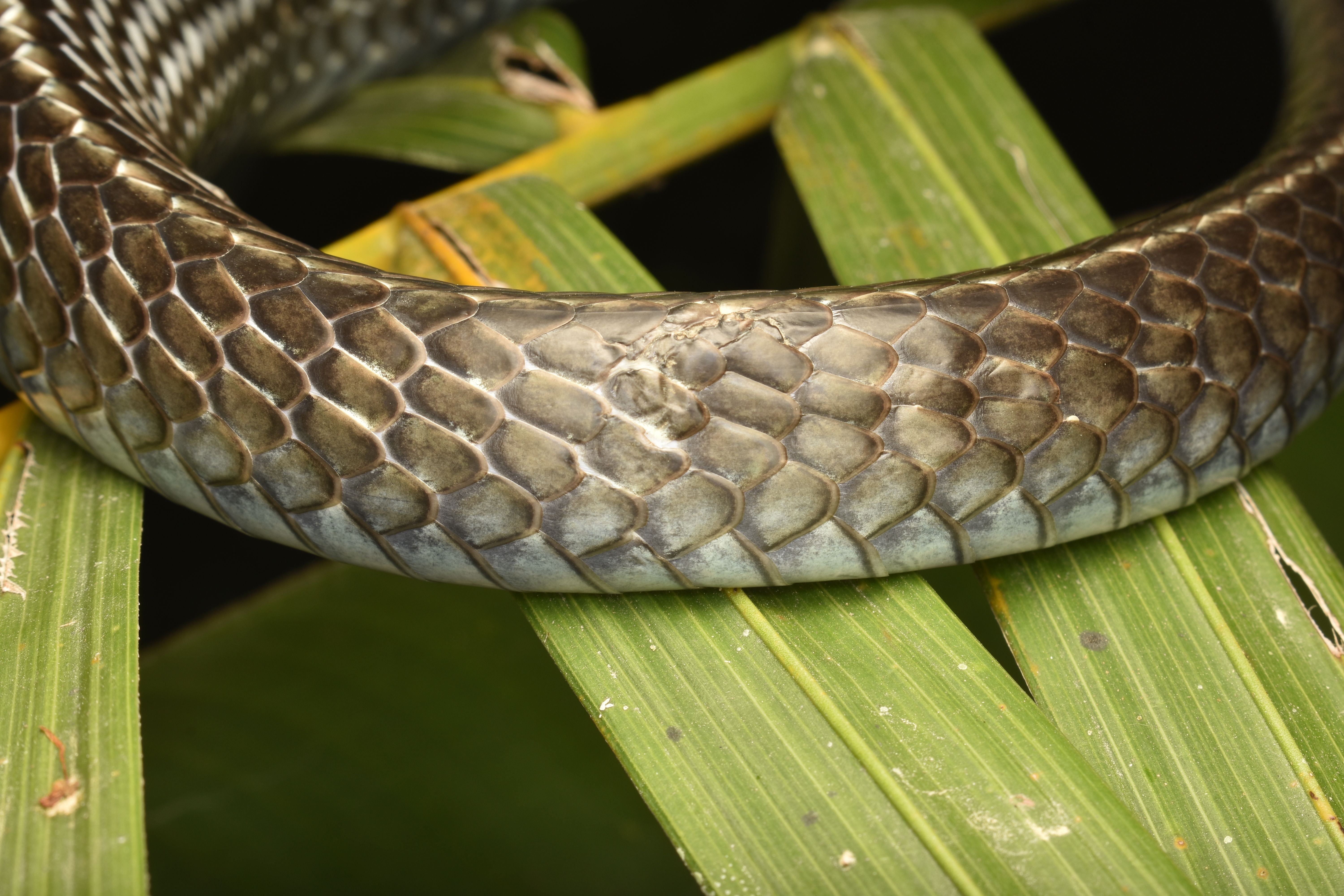 Detailed view of a snake's scaly skin on vibrant green foliage, showcasing texture.