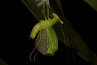 Detailed macro image of an Oblong-Winged Katydid on foliage, showcasing vibrant green details.