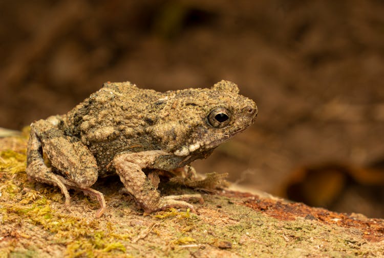 Frog In A Forest 