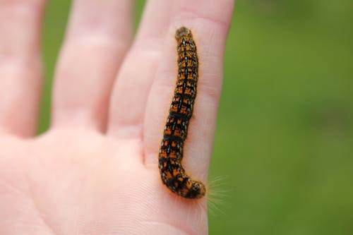 Free stock photo of caterpillar, fingers, green Stock Photo