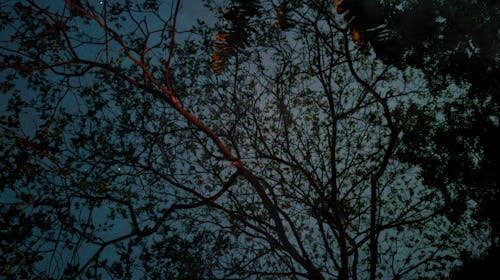 Бесплатное стоковое фото с дерево, небо и дерево, ночное небо