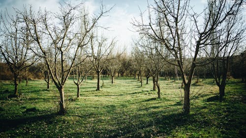 An orchard with trees and grass in the middle