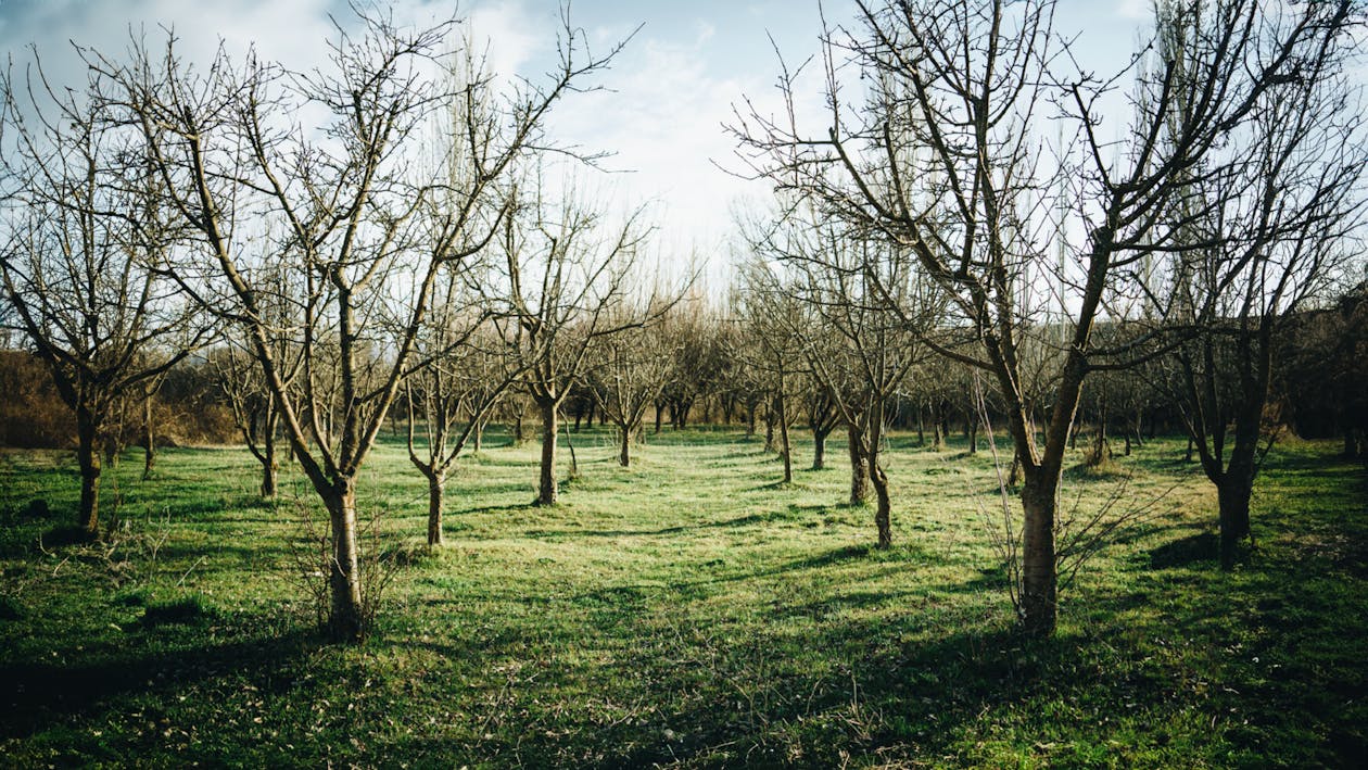 An orchard with trees and grass in the middle
