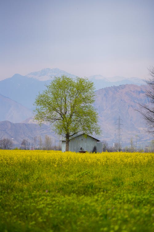Spring Kashmir - Pampore 