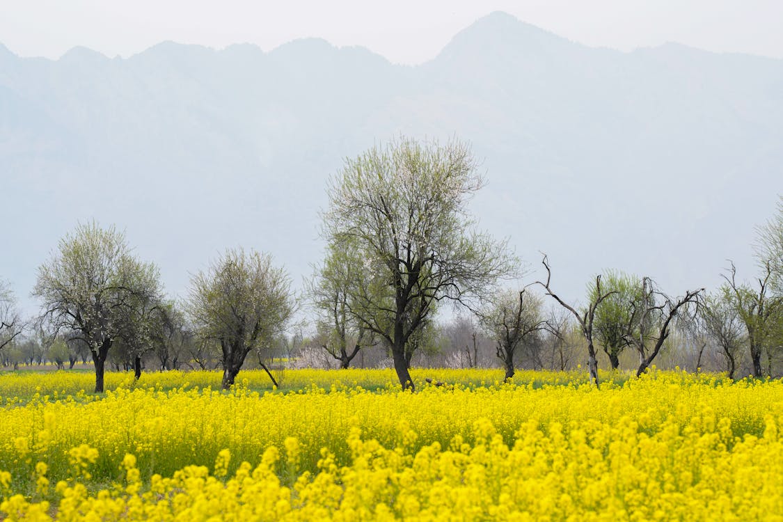 Immagine gratuita di alberi, campagna, campo