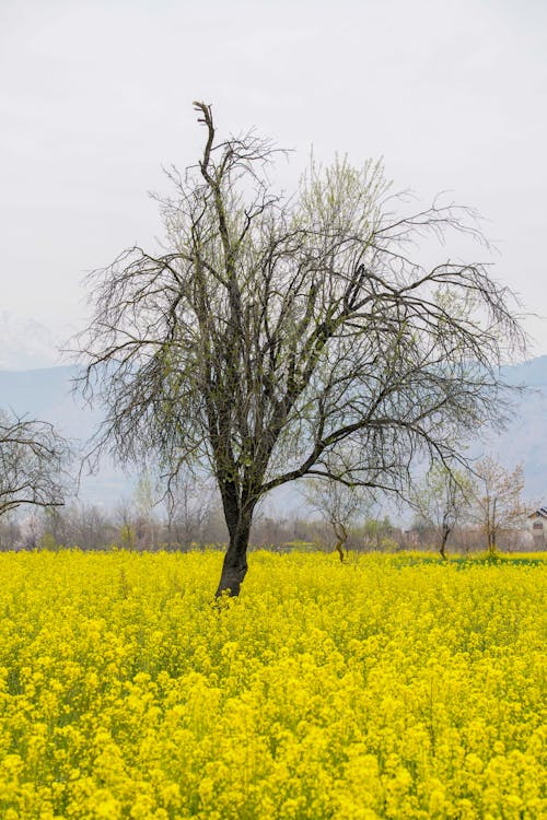 Spring Kashmir - Pampore 
