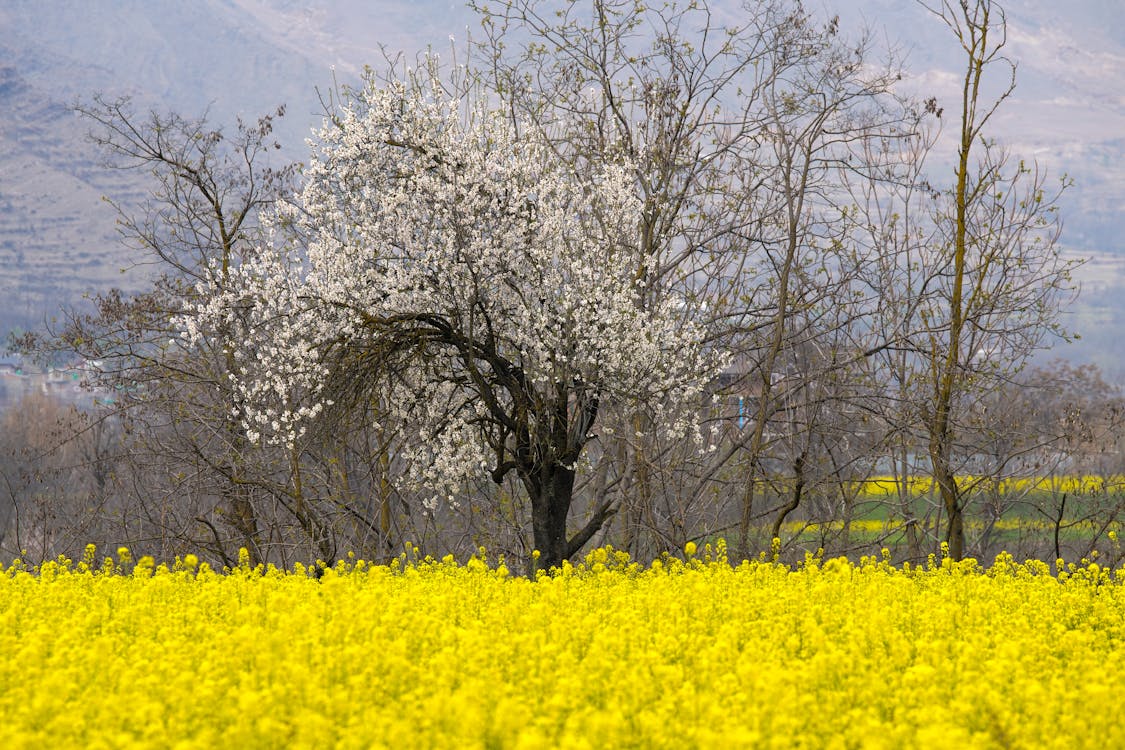 Foto d'estoc gratuïta de arbres, camp, colza