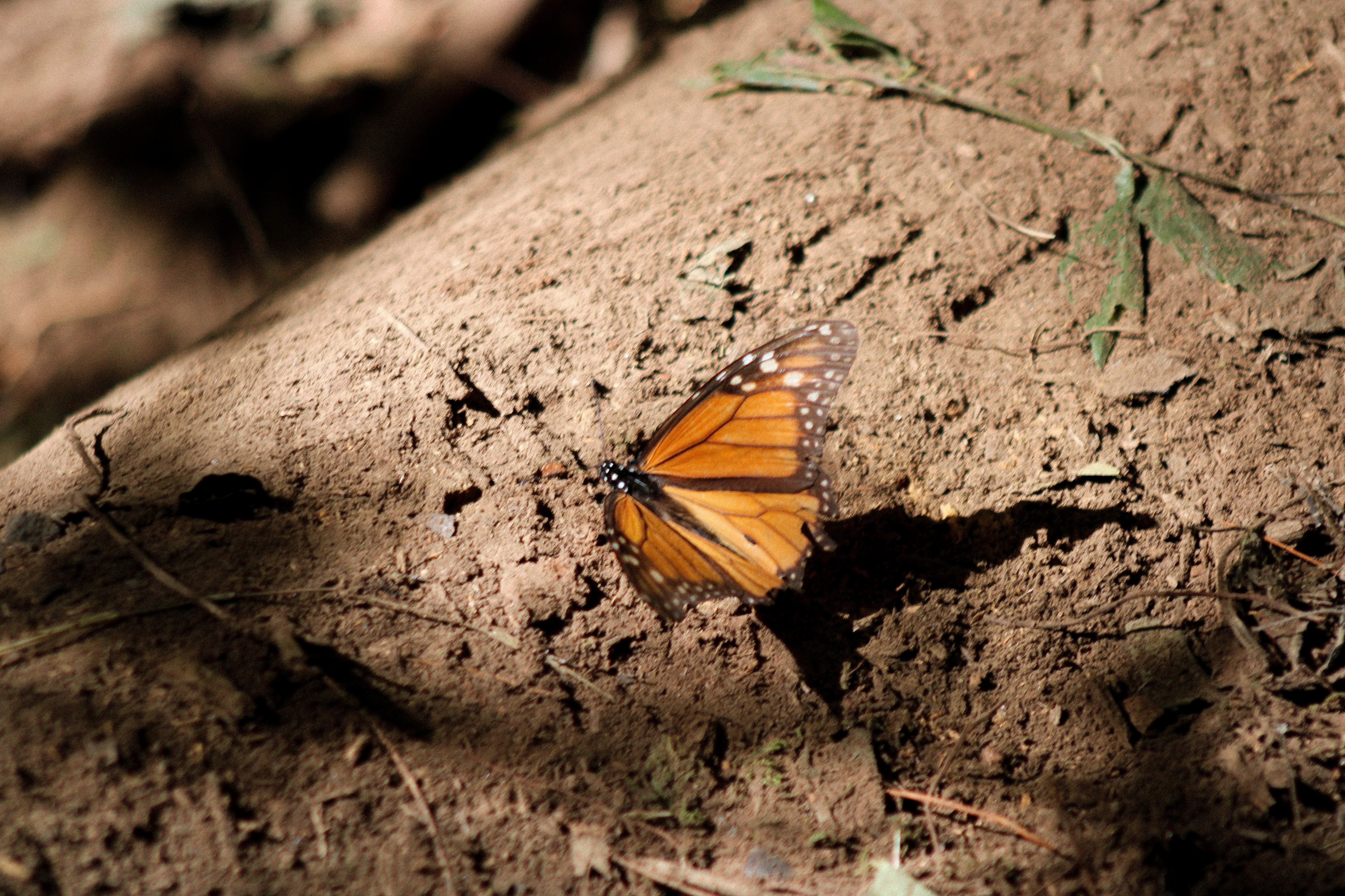 Mariposa Monarca Vibrante Reposando en la Tierra · Foto de stock gratuita