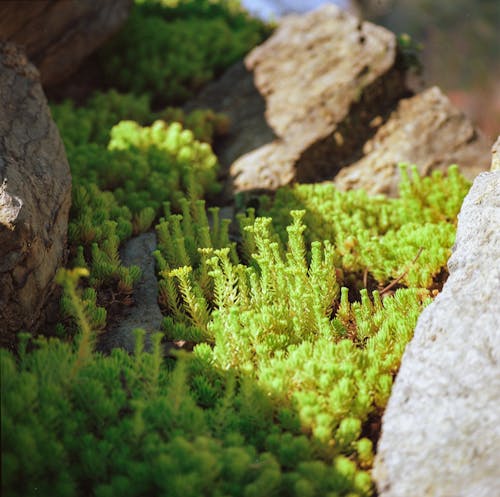 A small green plant growing on rocks