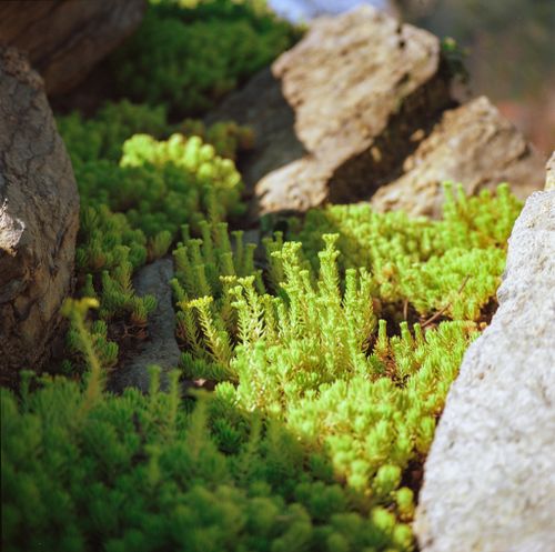 Free Vibrant green plants growing amidst rugged rocks in Hà Giang, Vietnam, showcasing natural beauty. Stock Photo