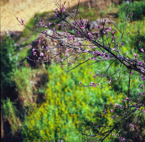 A close up of a tree with pink flowers