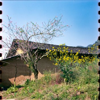 Tree and Flowers near House in Village