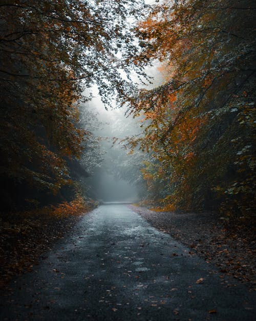 Photos gratuites de allemagne, ancien chemin, arbres d'automne