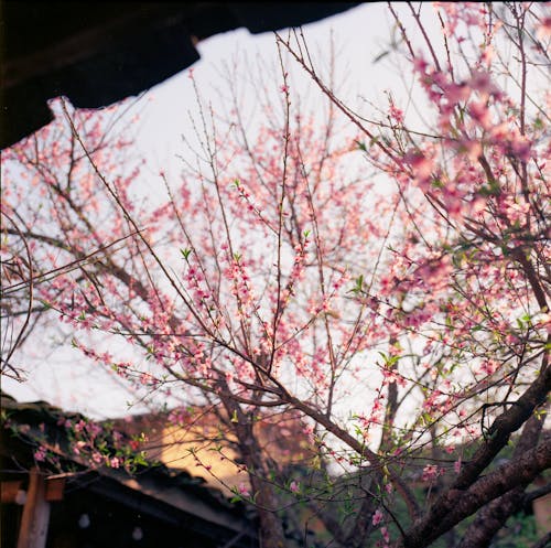 Foto profissional grátis de árvore, cereja, cor-de-rosa