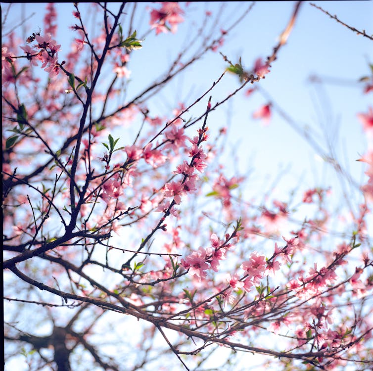 Pink Cherry Blossoms