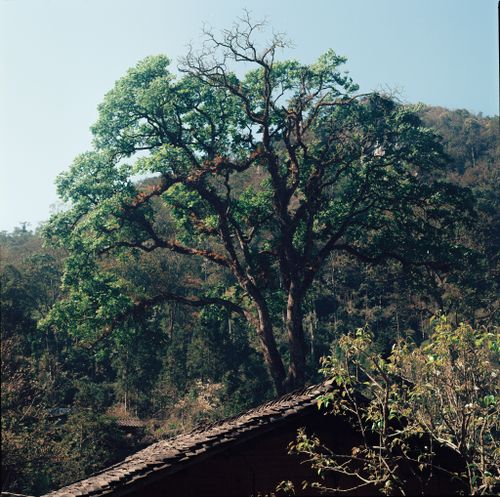 Free Towering tree amidst the scenic forests of Hà Giang, Vietnam, capturing the essence of rural nature. Stock Photo