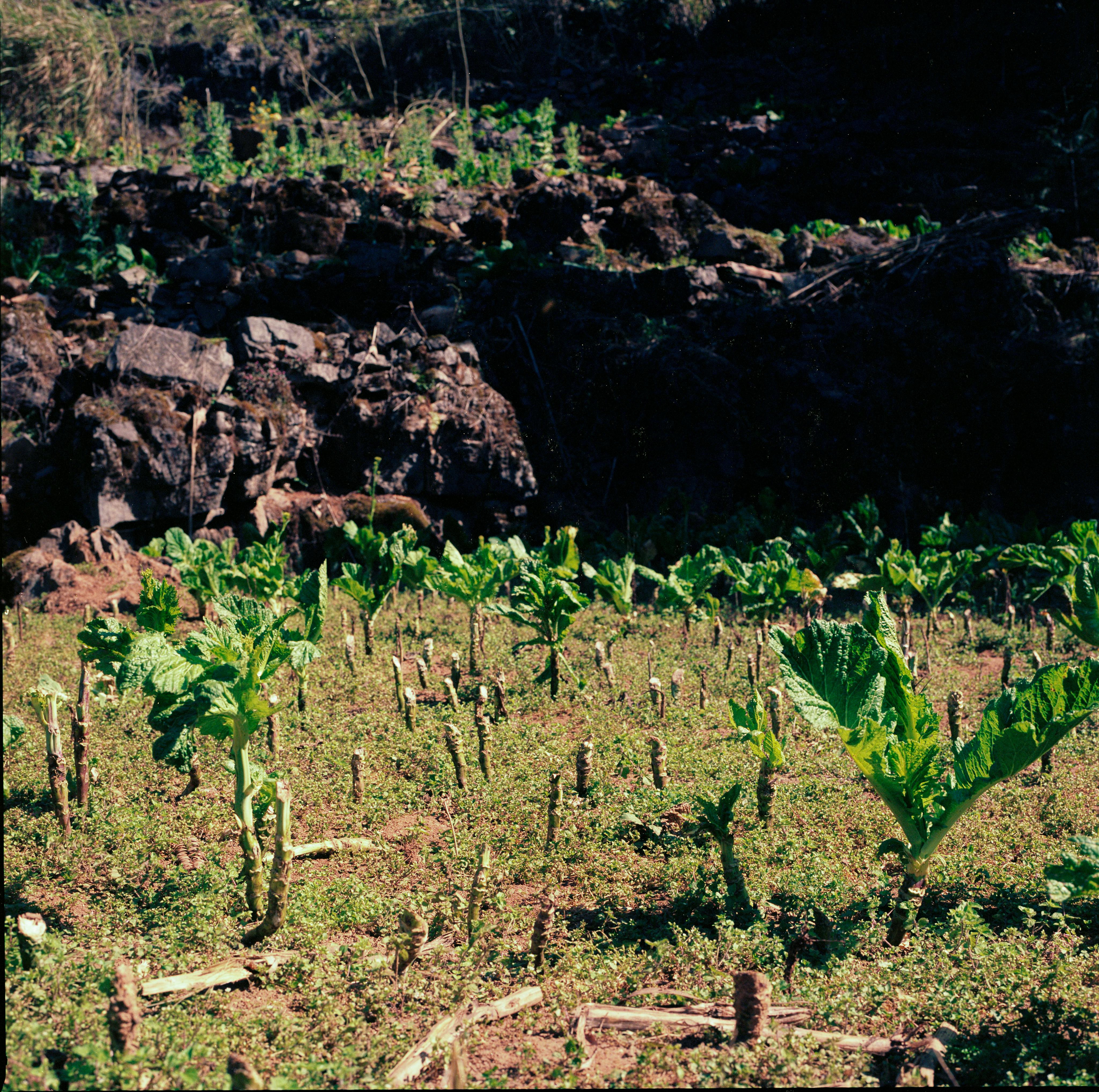 Miễn phí Ảnh lưu trữ miễn phí về cánh đồng, canh tác hữu cơ, canh tác tự nhiên Ảnh lưu trữ