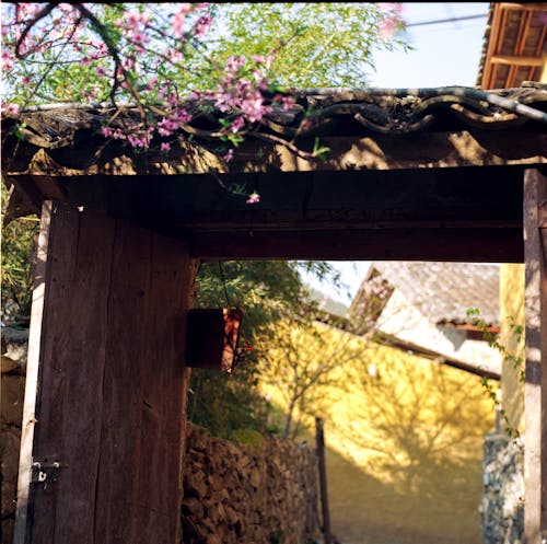 Kostenloses Stock Foto zu ast, blüten, frühling