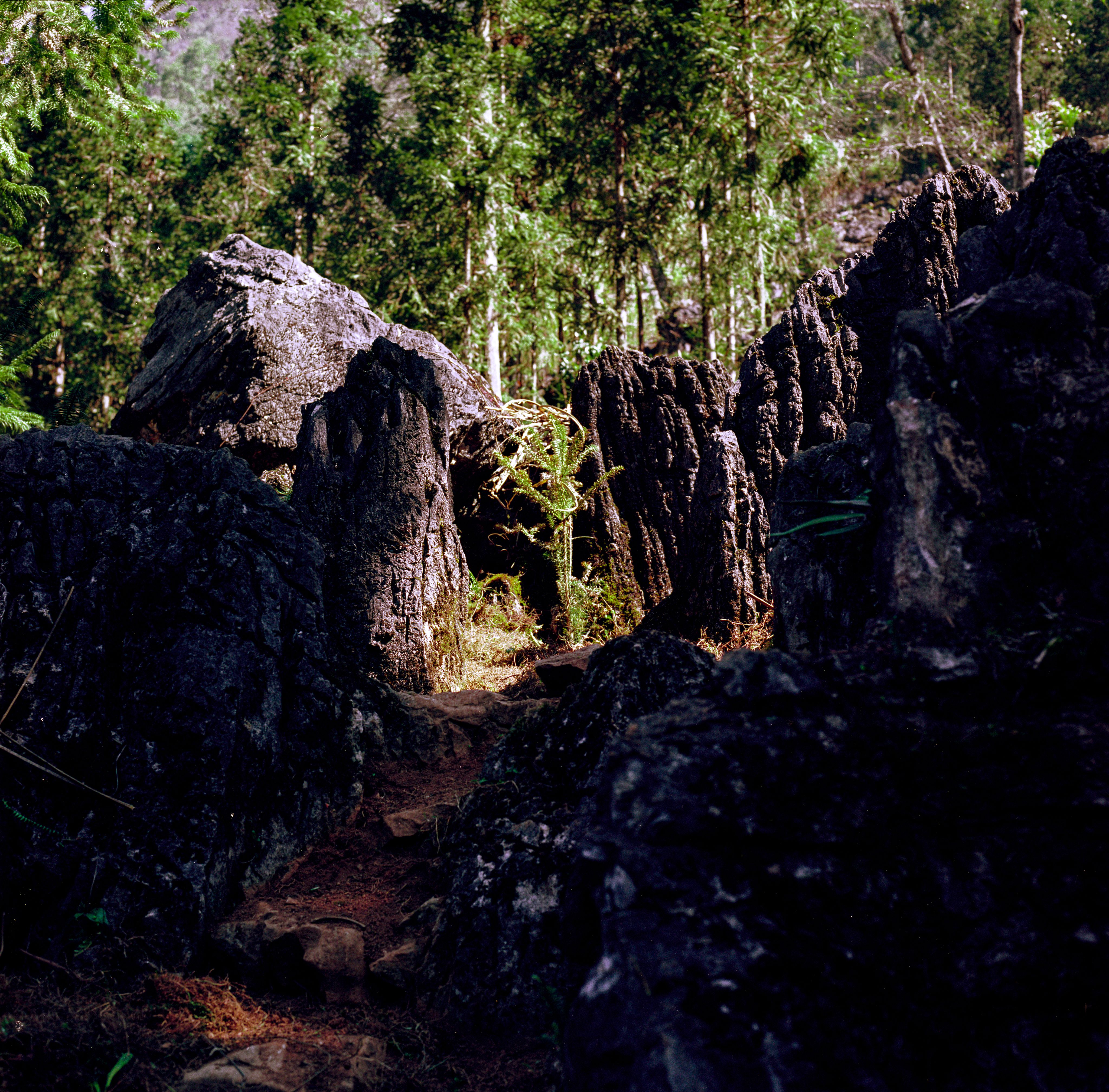 Explore the rugged natural beauty of Hà Giang's rocky forest path, showcasing unique geological formations and lush greenery.