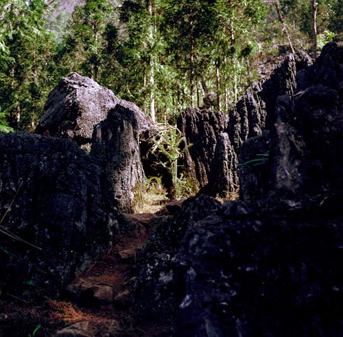 Immagine gratuita di alberi, eroso, foresta