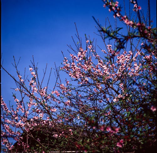 Foto profissional grátis de árvore, cereja, cor-de-rosa