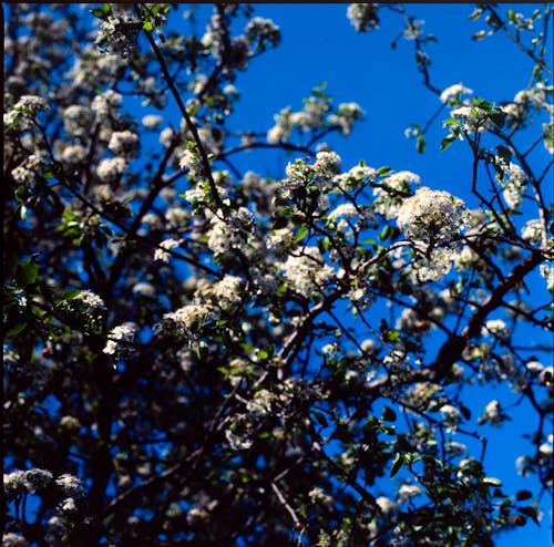 Бесплатное стоковое фото с polaroid, белый, весна