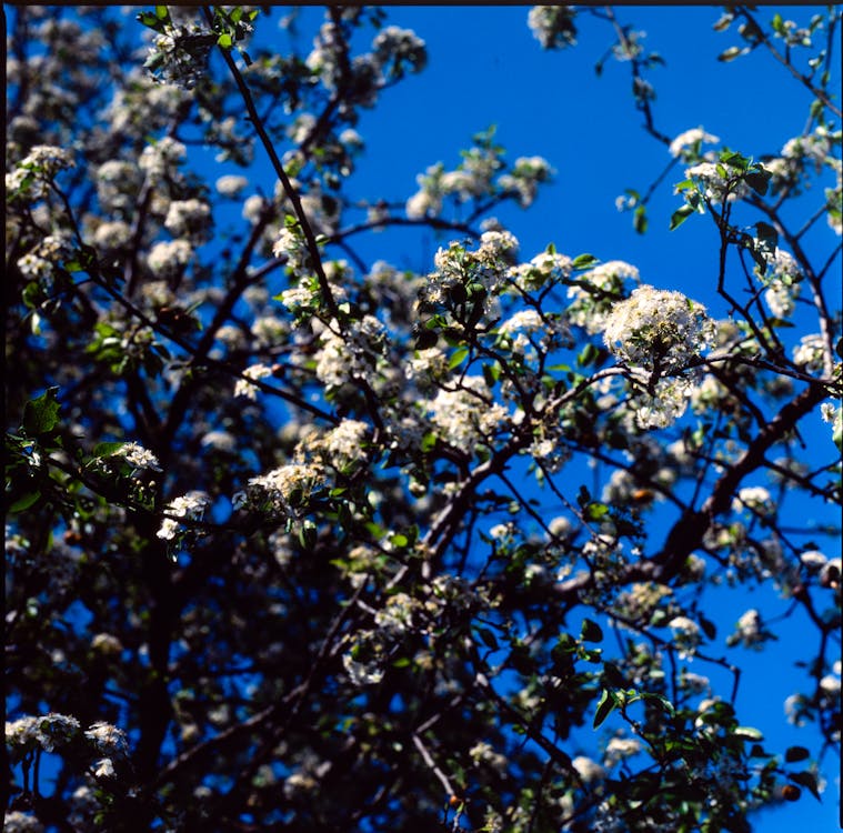 Immagine gratuita di albero, bianco, ciliegia