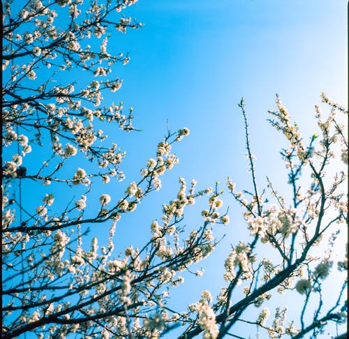 가지, 꽃, 로우앵글 샷의 무료 스톡 사진