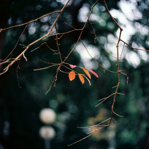 Free Elegant autumn leaves on a branch captured in a serene Hanoi park setting. Stock Photo
