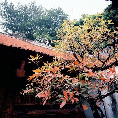 Foto profissional grátis de árvore, Asiático, budista
