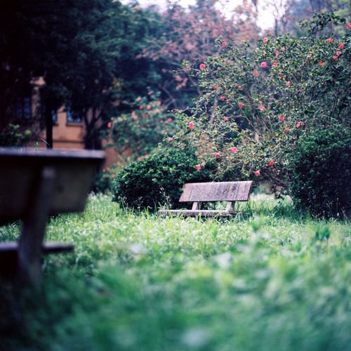 Free A serene bench surrounded by lush greenery and blooming flowers in a Hanoi park. Stock Photo