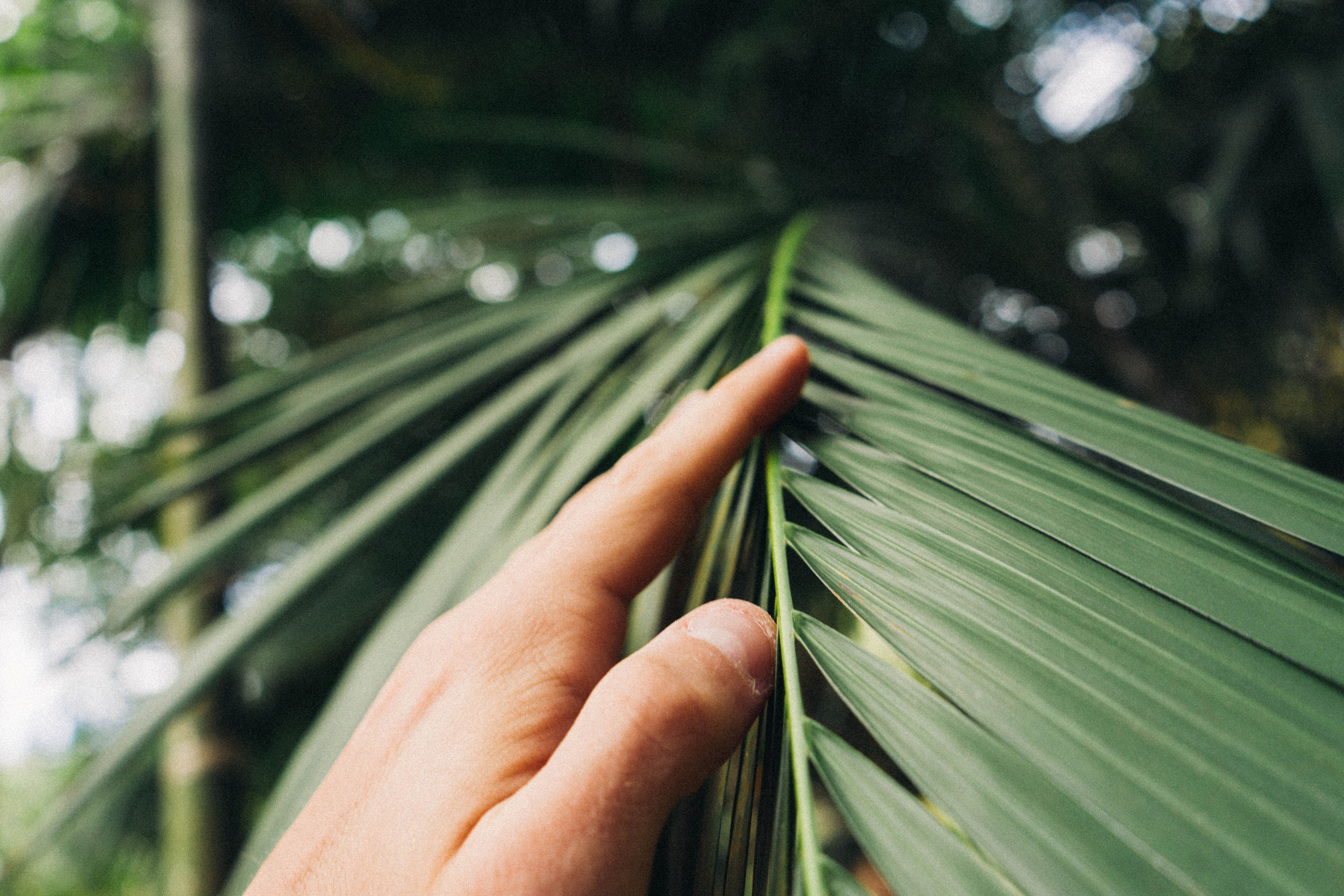 A close-up shot of a hand touching a vibrant green palm leaf in an outdoor garden setting.