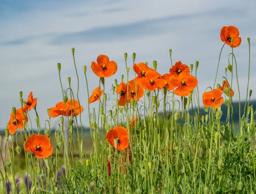 Poppies in the field with blue sky in the background