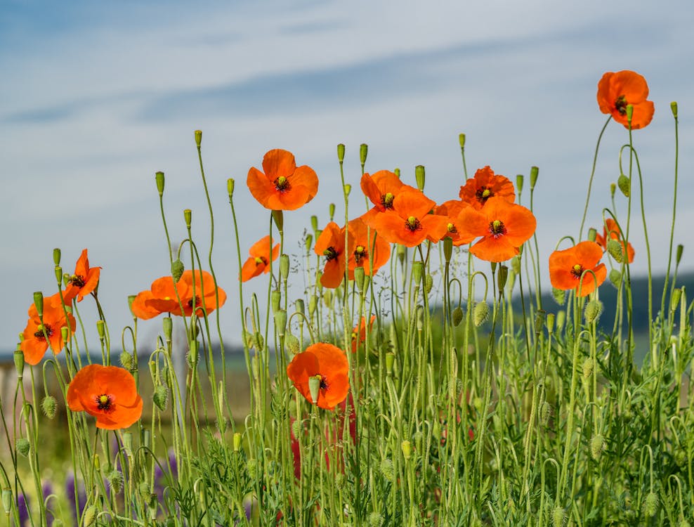 Foto d'estoc gratuïta de camp, enfocament selectiu, flors