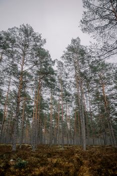 Serene evergreen forest with tall trees under a soft, cloudy sky.
