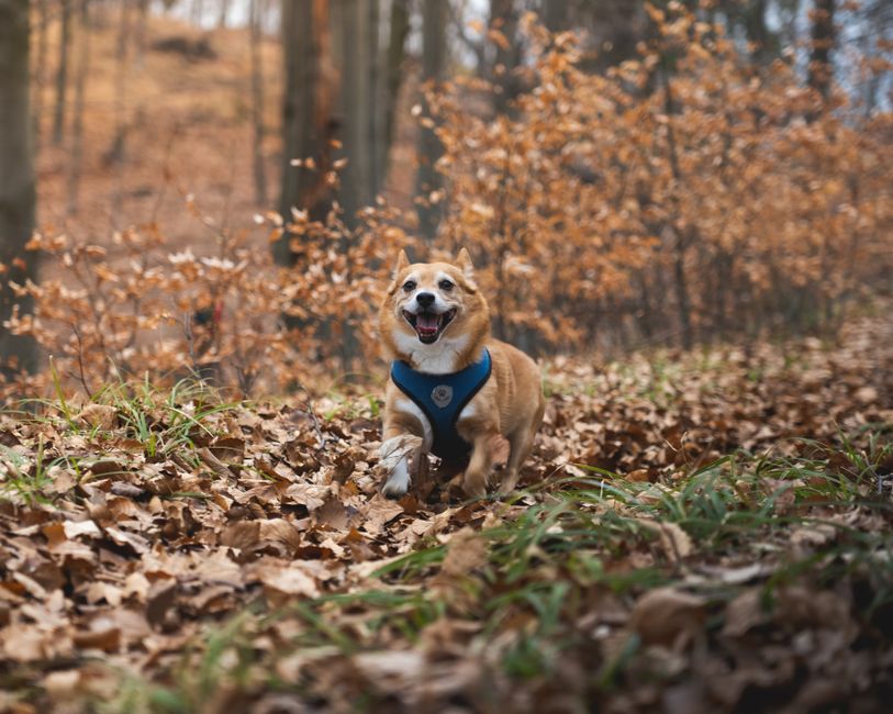 Best Breathable Mesh Dog Vest for Hot Weather?