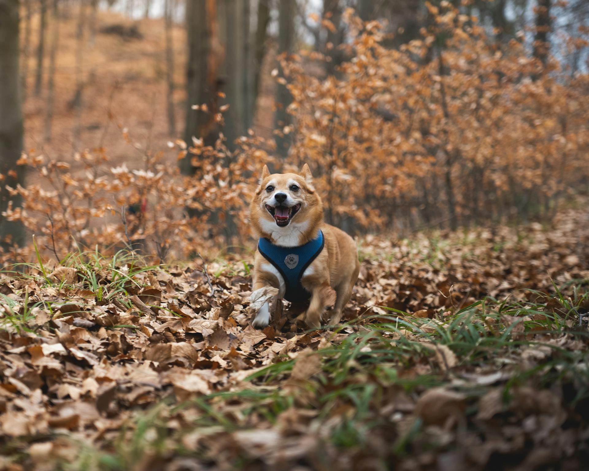 Pembroke Welsh Corgi Playing in Forest in Autumn