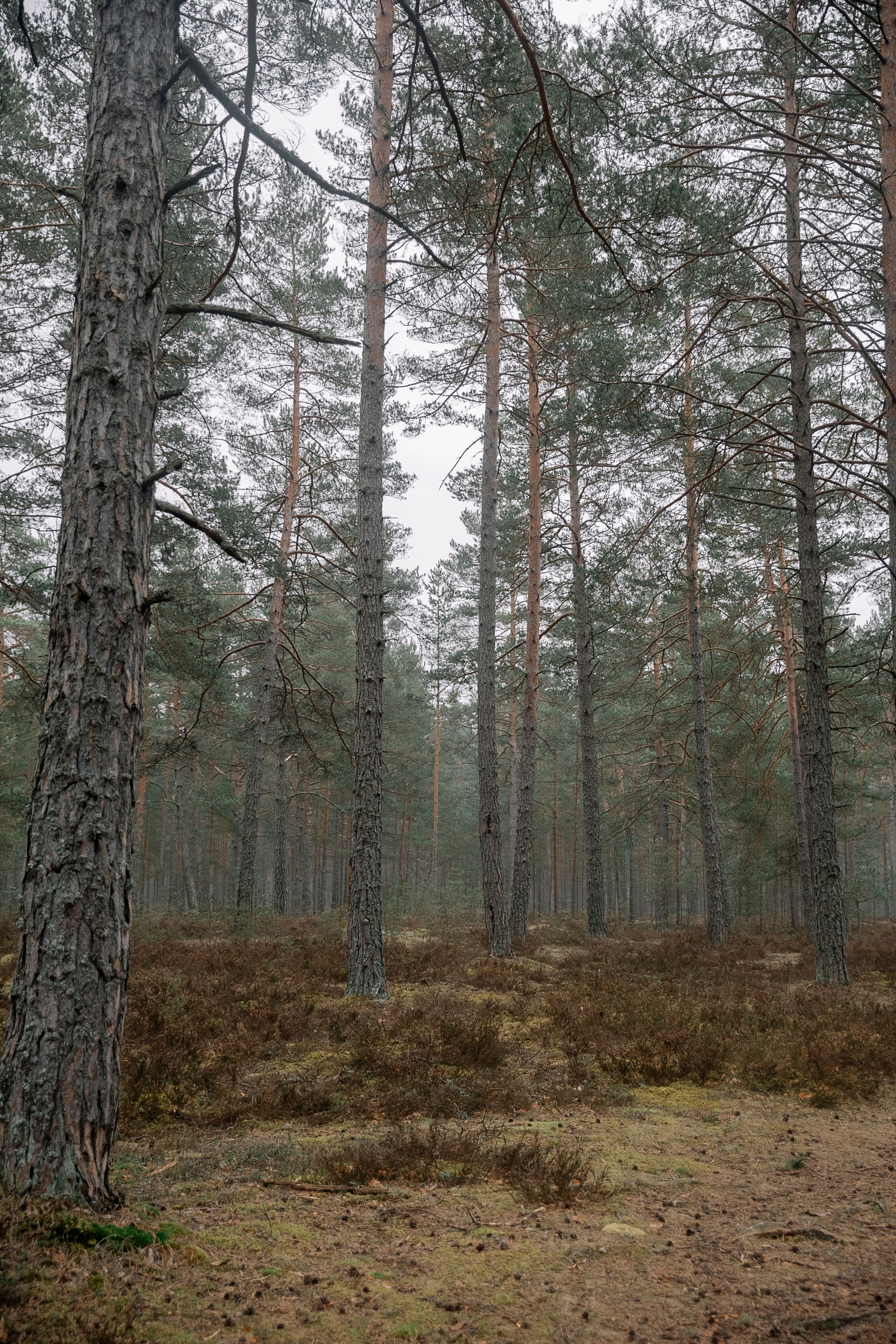 A serene forest scene showcasing tall, evergreen pine trees in misty surroundings.