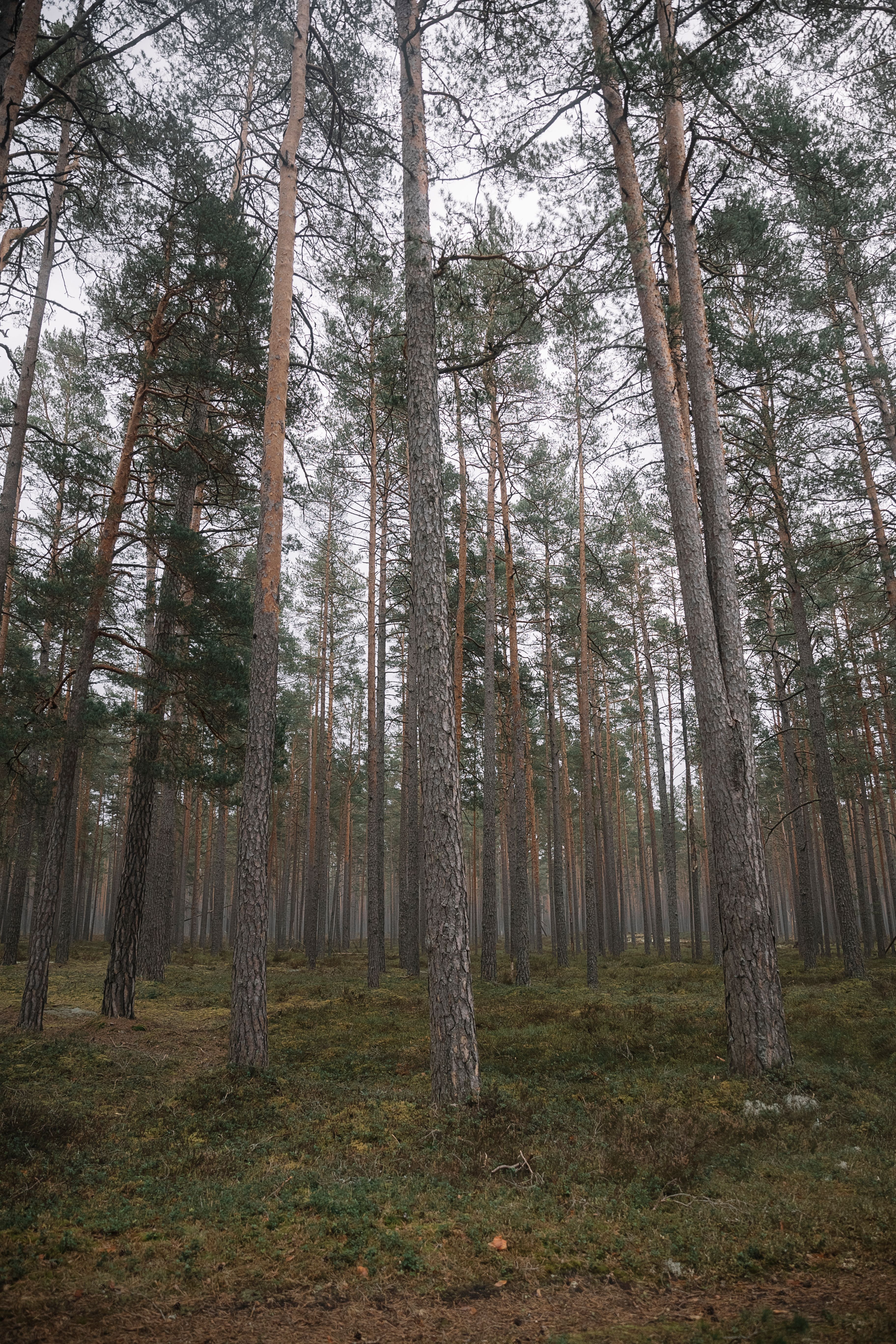 Tall Grass Photos, Download The BEST