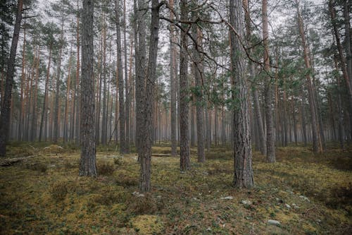 가지, 경치, 공원의 무료 스톡 사진
