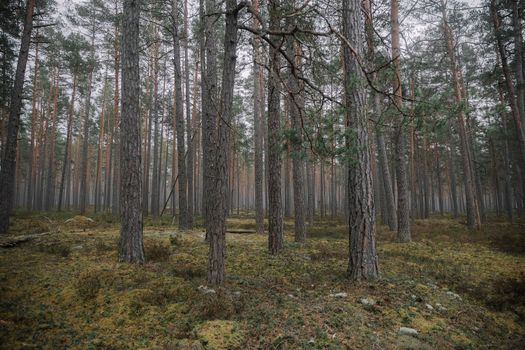 Explore the serene beauty of a dense evergreen forest with tall pine trees and lush green undergrowth.