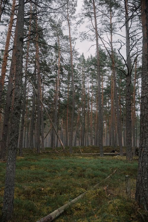 Free A serene, misty forest showcasing tall evergreen trees and lush green grass, creating a peaceful woodland scene. Stock Photo