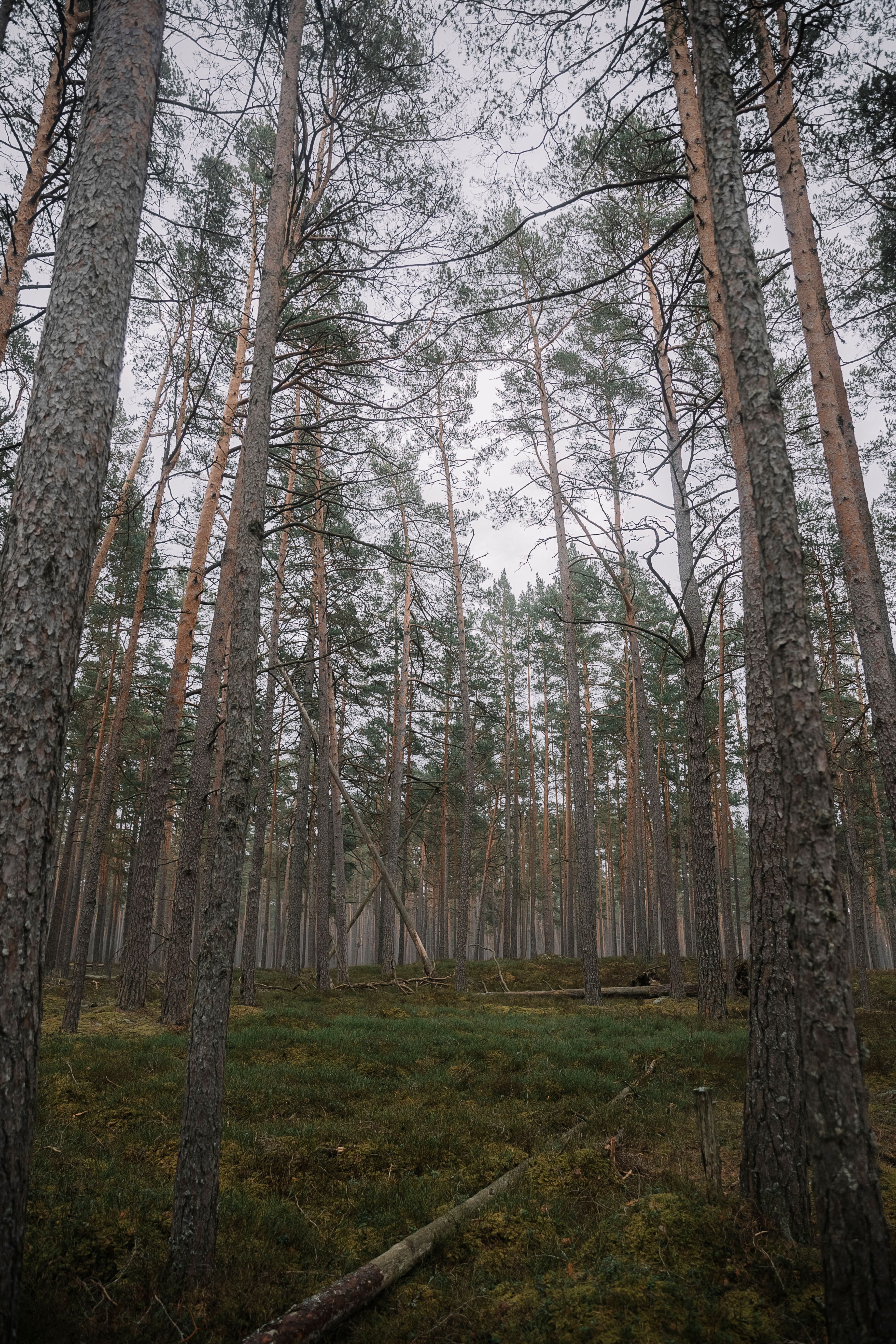 Dense evergreen forest from below — topped pine trees cannot recover their central leader