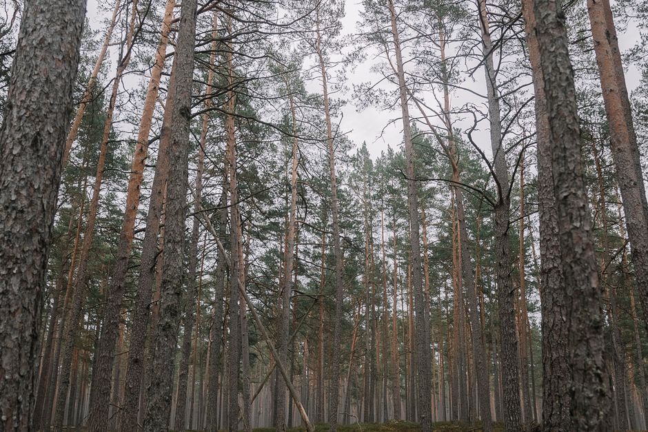 Dense evergreen forest from below — topped pine trees cannot recover their central leader