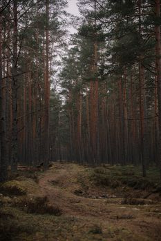 A peaceful footpath winds through a dense forest of tall evergreen trees, evoking a sense of calm and nature's beauty.
