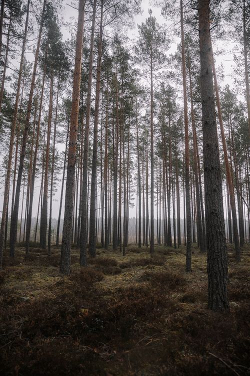 Free A serene view of tall pine trees in a foggy forest, conveying tranquility and nature's beauty. Stock Photo