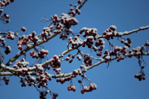 Free Close-up of red berries covered in snow on tree branches against a clear blue sky in winter. Stock Photo